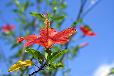 Close-up of red hibiscus flower at Churuquite Grande in Cocle Province, Central Panama, Central America