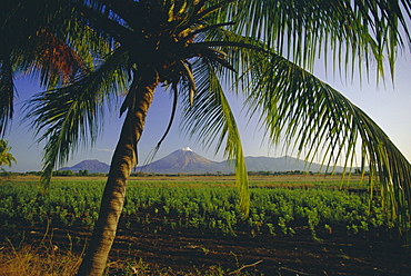 View north across fields at Chichigalpa to Volcan San Cristobal at the northwest end of Nicaragua's chain of volcanoes, Nicaragua, Central America