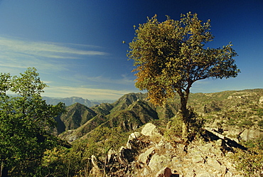 Copper Canyon in the Sierra Madre Occidental from hiking trail near Divisadero, Mexico, Central America