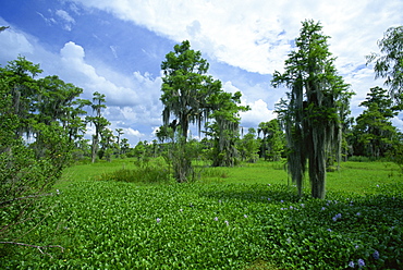 Swamp at Jean Lafitte National Historic Park and Preserve, south of New Orleans, Louisiana, United States of America, North America