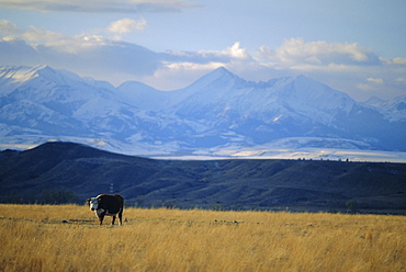 Looking west towards the Rocky Mountains from Big Timber, Sweet Grass County, southern Montana, Montana, USA, North America