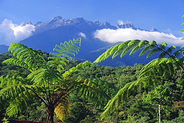 Tree ferns in foreground, granite massif of 4101m Mt Kinabalu in background, SE Asia's highest mountain, Sabah, island of Borneo, Malaysia