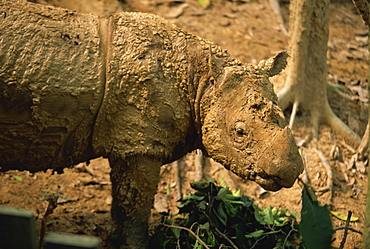 The rare hairy rhino (Sumatran rhino), smallest type of rhino at Sepilok Orang-Utan Sanctuary, near Sandakan, Sabah, Malaysia, Borneo, Southeast Asia, Asia