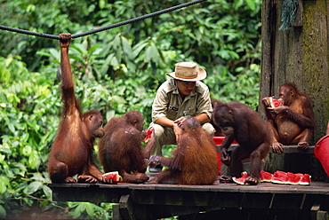 Rehabilitated orang-utans from the forest feed at Sepilok orang-utan sanctuary in the northern tip of Borneo, Sabah, Malaysia, Southeast Asia, Asia