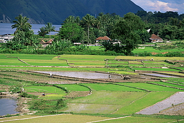 Paddy fields at Tuk Tuk, Samosir Island, lake Toba, Sumatra, Southeast Asia, Asia