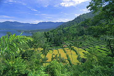 Rice terraces on eastern shore of crater lake, Lake Maninjau, West Sumatra, Sumatra, Indonesia, Southeast Asia, Asia