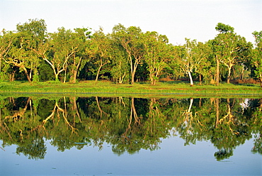 Reflections of eucalyptus (gum) trees on Annaburroo Billabong near the Arnhem Highway at the Mary River Crossing in the Northern Territory, Australia, Pacific