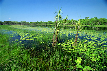 Lily pads and small palms in the Annaburroo Billabong at the Mary River Crossing near the Arnhem Highway in the Northern Territory, Australia, Pacific