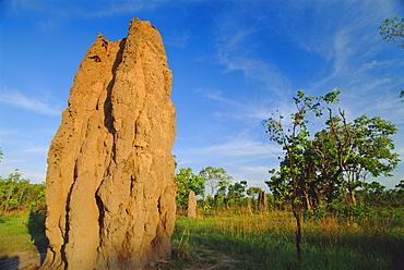 Termite 'cathedral' by the Arnhem Highway near the Mary River Crossing between Darwin and Kakadu at 'The Top End', Northern Territory, Australia