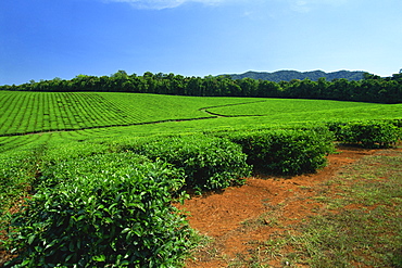 Tea plantation by the Palmerston Highway, near Nerada, Atherton Tableland, Queensland, Australia, Pacific