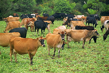 A herd of Friesian and Guernsey cattle grazing near Johanna, mid-way along the Great Ocean Road, Victoria, Australia, Pacific