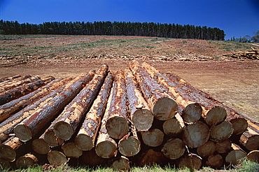 Logged section of a fir tree plantation by the Princes Highway, northwest of Mount Gambier, South Australia, Australia, Pacific