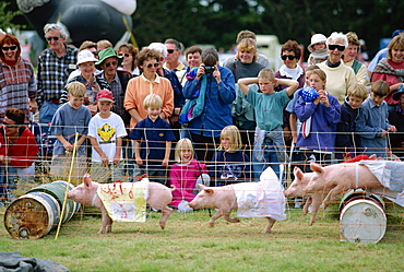 Crowds watching pigs racing at the Mayfield county show on the Canterbury Plains, South Island, New Zealand, Pacific