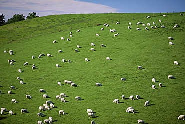 Sheep grazing on downs near Geraldine at the south western end of the Canterbury Plains, Canterbury, South Island, New Zealand, Pacific