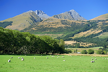 Sheep grazing in the Rees River valley near Glenorchy at northern tip of Lake Wakatipu in scenic area of west Otago, South Island, New Zealand, Pacific