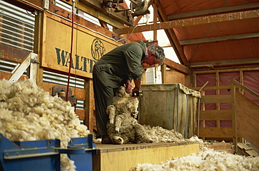 Demonstration of traditional sheep-shearing with clippers at Walter Peak, a famous old sheep station, western Otago, South Island, New Zealand, Pacific