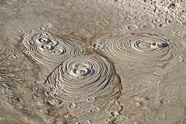 Bubbling mud pot in the Whakarewarewa thermal area at Rotorua, South Auckland, North Island, New Zealand, Pacific