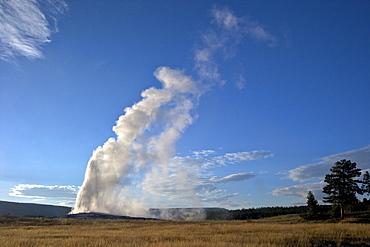 Old Faithful Geyser erupting in summer evening light, Yellowstone National Park, UNESCO World Heritage Site, Wyoming, United States of America, North America 