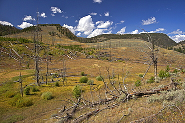 Trunks of lodgepole pines on Blacktail Deer Plateau, Yellowstone National Park, UNESCO World Heritage Site, Wyoming, United States of America, North America 