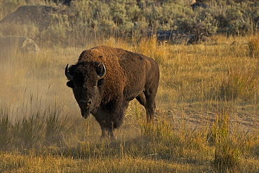 Bison in the Lamar Valley, Yellowstone National Park, UNESCO World Heritage Site, Wyoming, United States of America, North America 