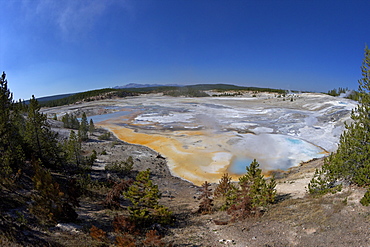 Porcelain Springs, Porcelain Basin, Norris Geyser Basin, Yellowstone National Park, UNESCO World Heritage Site, Wyoming, United States of America, North America 