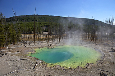 Cistern Spring, Norris Geyser Basin, Yellowstone National Park, UNESCO World Heritage Site, Wyoming, United States of America, North America 