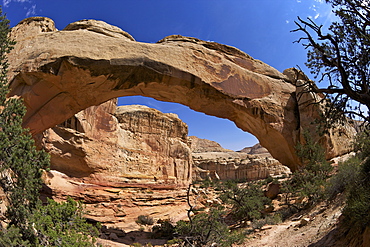 Hickman Bridge, Capitol Reef National Park, Utah, United States of America, North America 