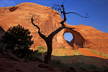 Dead juniper tree frames Ear of the Wind Arch, Monument Valley Navajo Tribal Park, Utah, United States of America, North America