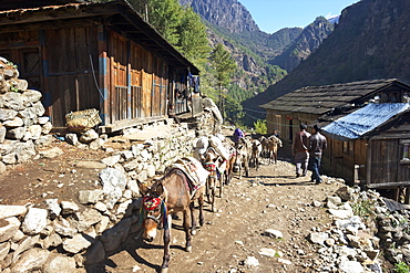 Mule train between Phakding and Namche, Everest Base Camp Trek, Solukhumbu, Nepal, Himalayas, Asia 