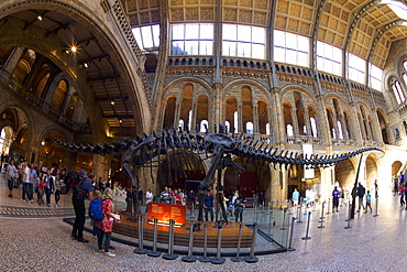 Diplodocus dinosaur, Central Hall, Natural History Museum, South Kensington, London, England, United Kingdom, Europe