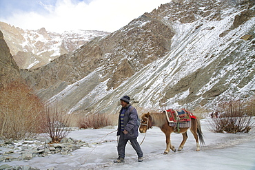 Ladakhi man crossing frozen river with his horse, Rumbak Valley, Hemis National Park, Ladakh, India, Asia