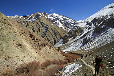 Tourists trek in winter, Hemis National Park, Ladakh, India, Asia