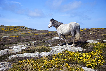 Wild pony grazing on St. Davids Head in spring sunshine, Pembrokeshire National Park, Wales, United Kingdom, Europe 