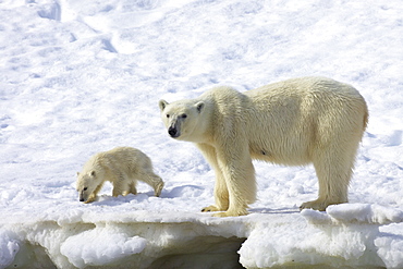 Polar bear mother and six month-old cub in snowy landscape in Arctic summer, Holmiabukta, Northern Spitzbergen, Svalbard, Norway, Scandinavia, Europe