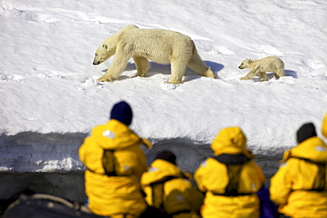 Tourists in zodiac inflatable watch polar bear mother and six month old cub in snow, Holmiabukta, Northern Spitzbergen, Svalbard, Arctic Norway, Scandinavia, Europe