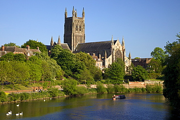 Mute swans and barge on River Severn, spring evening, Worcester Cathedral, Worcester, Worcestershire, England, United Kingdom, Europe