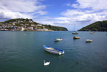 Swan and boats in the River Dart estuary in Dartmouth, Devon, England, United Kingdom, Europe