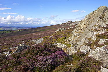 Summer sun on the Stiperstones, Shropshire, England, United Kingdom, Europe