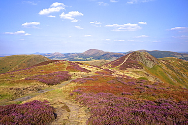 Views over Caradoc, Lawley and the Wrekin from the Long Mynd, Church Stretton Hills, Shropshire, England, United Kingdom, Europe