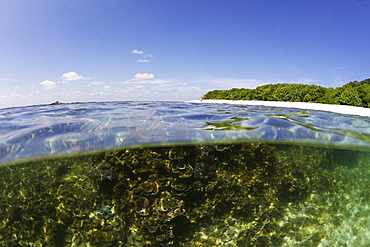 Half underwater split view of Coral Beach on Pigeon Island National Park, Trincomalee, Sri Lanka, Asia