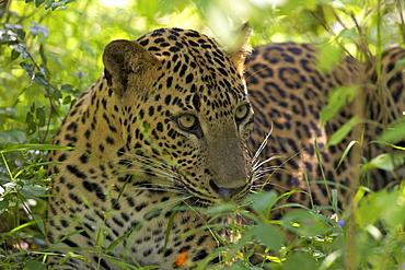 Leopard (panthera pardus) resting in thick undergrowth, Yala National Park, Sri Lanka, Asia