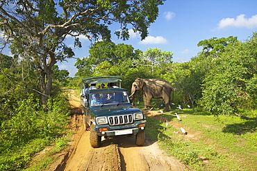 Asiatic tusker elephant (Elephas maximus maximus), close to tourists in jeep, Yala National Park, Sri Lanka, Asia