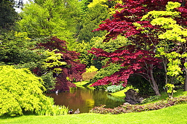 Acer trees and pond in spring sunshine, Gardens of Villa Melzi, Bellagio, Lake Como, Lombardy, Italian Lakes, Italy, Europe