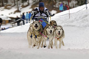 Huskies, International Sled Dog Race, Wallgau 2009, Upper Bavaria, Bavaria, Germany, Europe