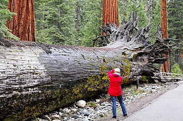 Sequoias trees in Mariposa Grove, Yosemite National Park, California, USA, North America