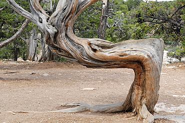 Tree at the edge of the crater, Grand Canyon, Arizona, USA, North America