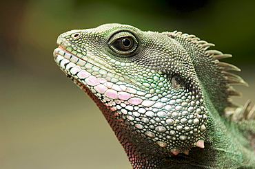 Green Water Dragon (Physignathus cocincinus)