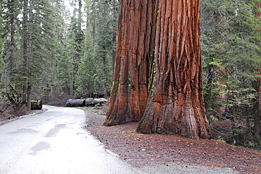 Sequoias in the Mariposa Grove, Yosemite National Park, California, USA, North America