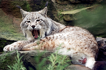 Siberian Lynx (Lynx lynx wrangeli)