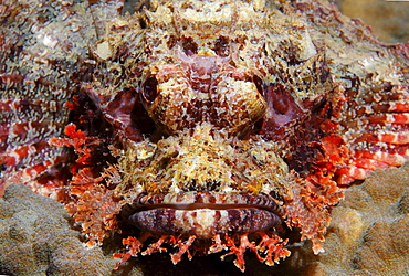 Bearded scorpionfish (Scorpaenopsis barbata) in perfect camouflage on stone coral, Gangga Island, Bangka Islands, North Sulawesi, Indonesia, Molucca Sea, Pacific, Asia